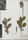 Foto von Salix glabra Scop.